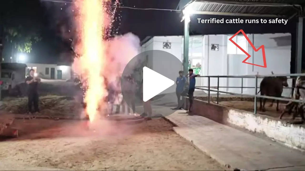 Gaurav Taneja launches fireworks near a cowshed, scaring the cattle away. | Courtesy: Flying Beast