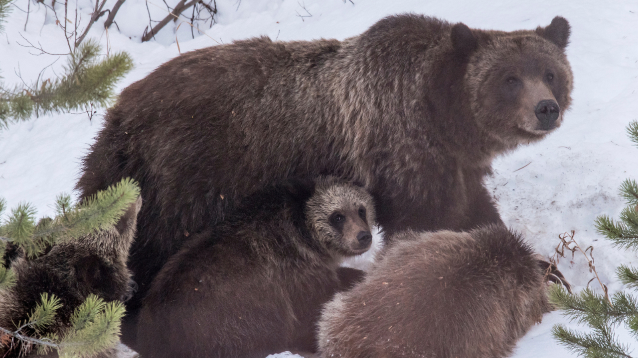 Grizzly Bear 399 Of Grand Teton Park Has Died