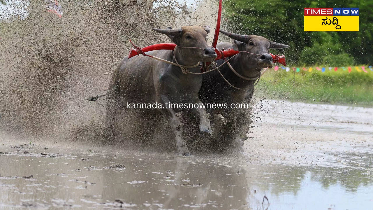 ಕಂಬಳದಲ್ಲಿ ಕೋಣಗಳನ್ನು ಓಡಿಸುತ್ತಿರುವುದು- ಸಾಂದರ್ಭಿಕ ಚಿತ್ರ