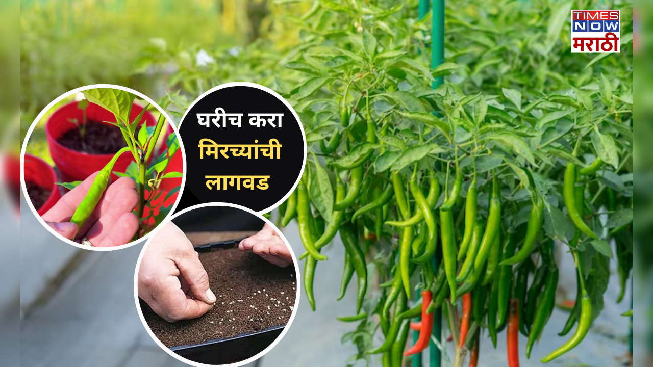 Gardening Tips To Grow Chilly plant at home