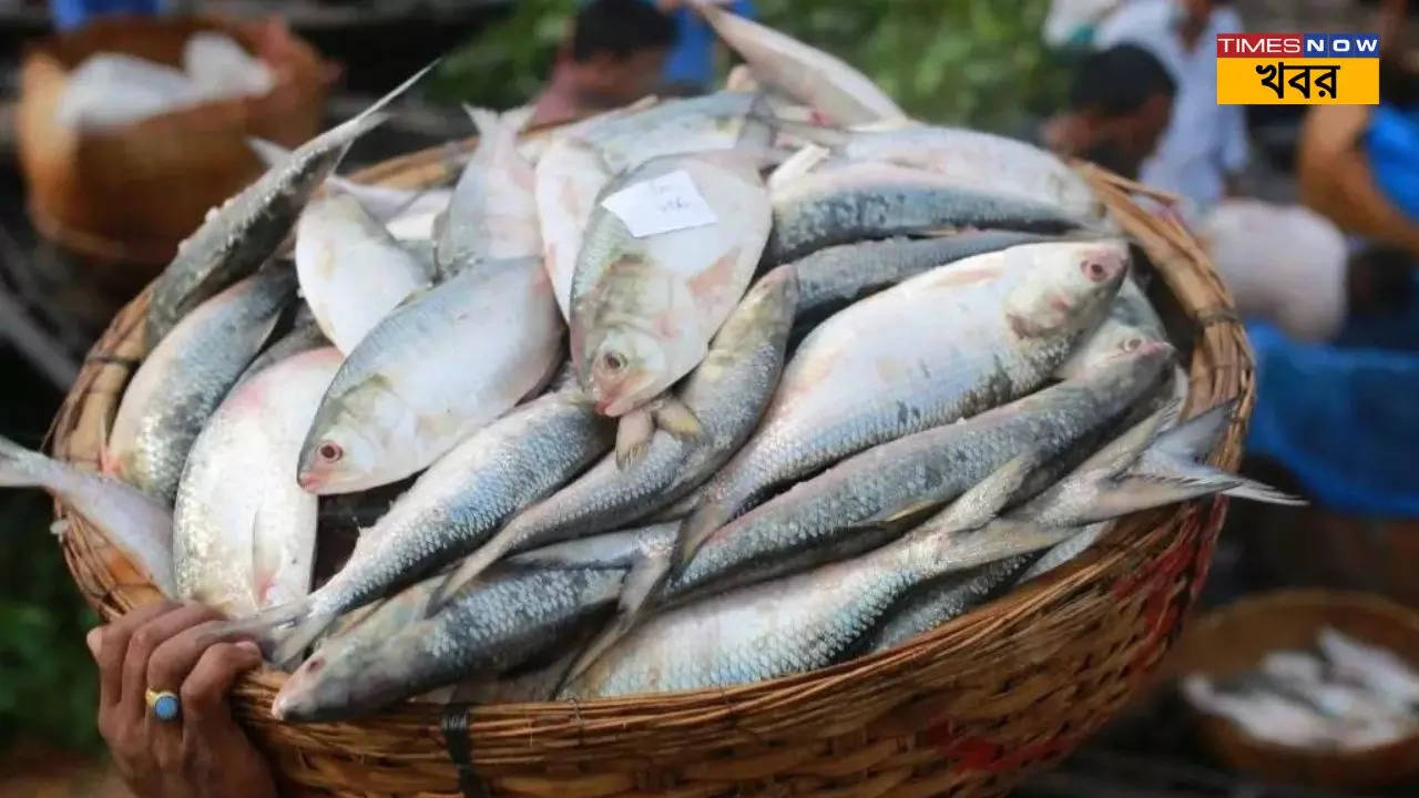 Hilsa