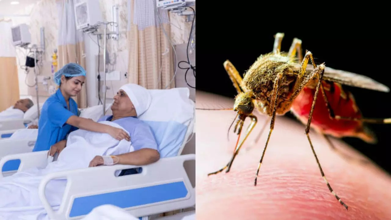 Chikungunya Exploding In Pakistan, Karachi Hospitals Packed With Patients, Know All About the Mosquito-borne Disease  