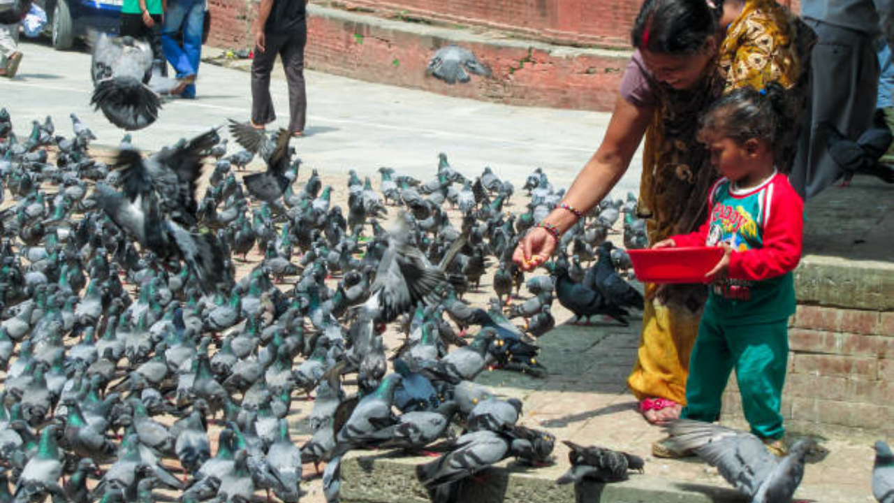 Delhi's new problem is Pigeons