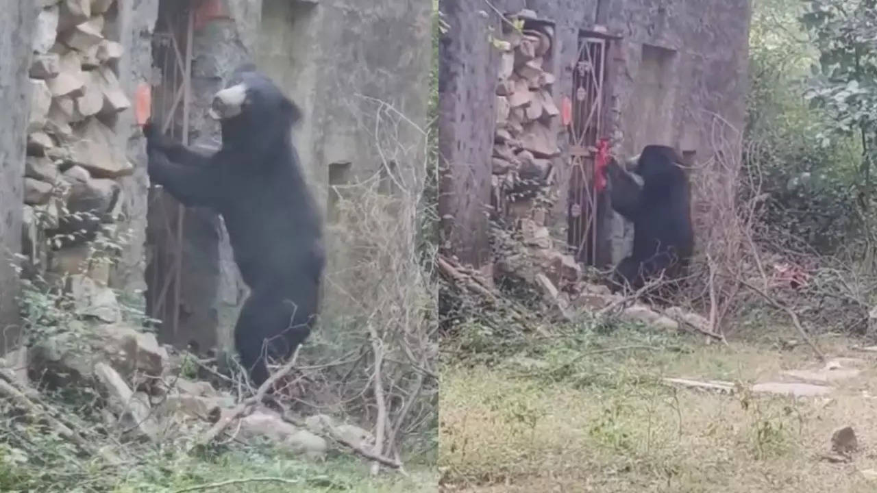 A sloth bear tries to enter an old temple in Ranthambore National Park. Courtesy: Mukesh Bharadwaj