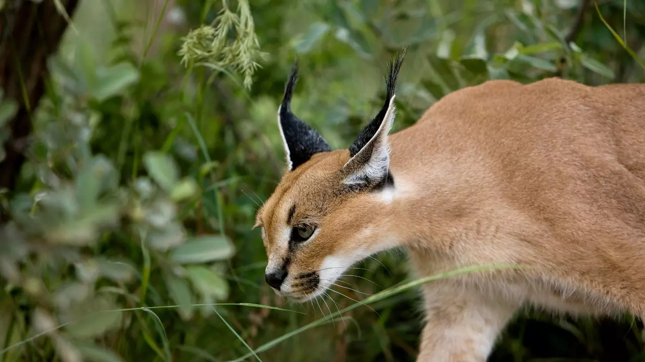 The last-confirmed caracal sighting in Sariska was reported in June 2012. | Getty Images