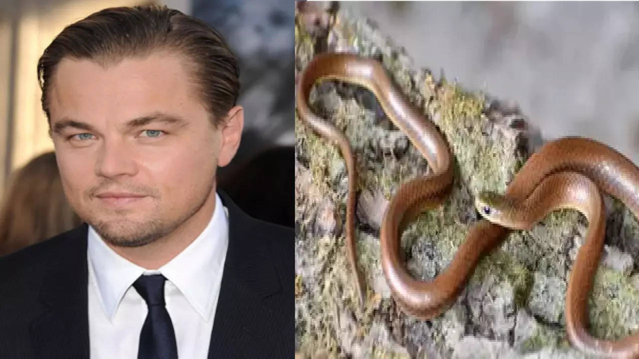 Leonardo Dicaprio (Photo: IMDb/Scientific Reports)