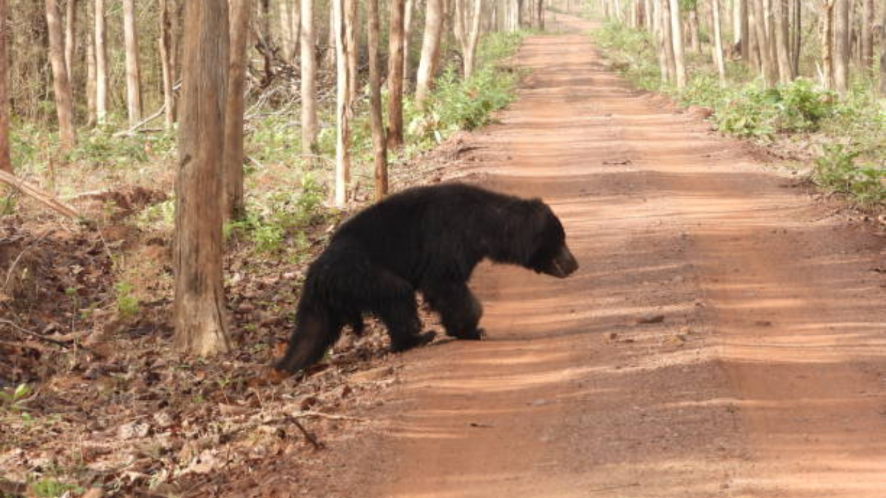 Sloth bear dies in MP