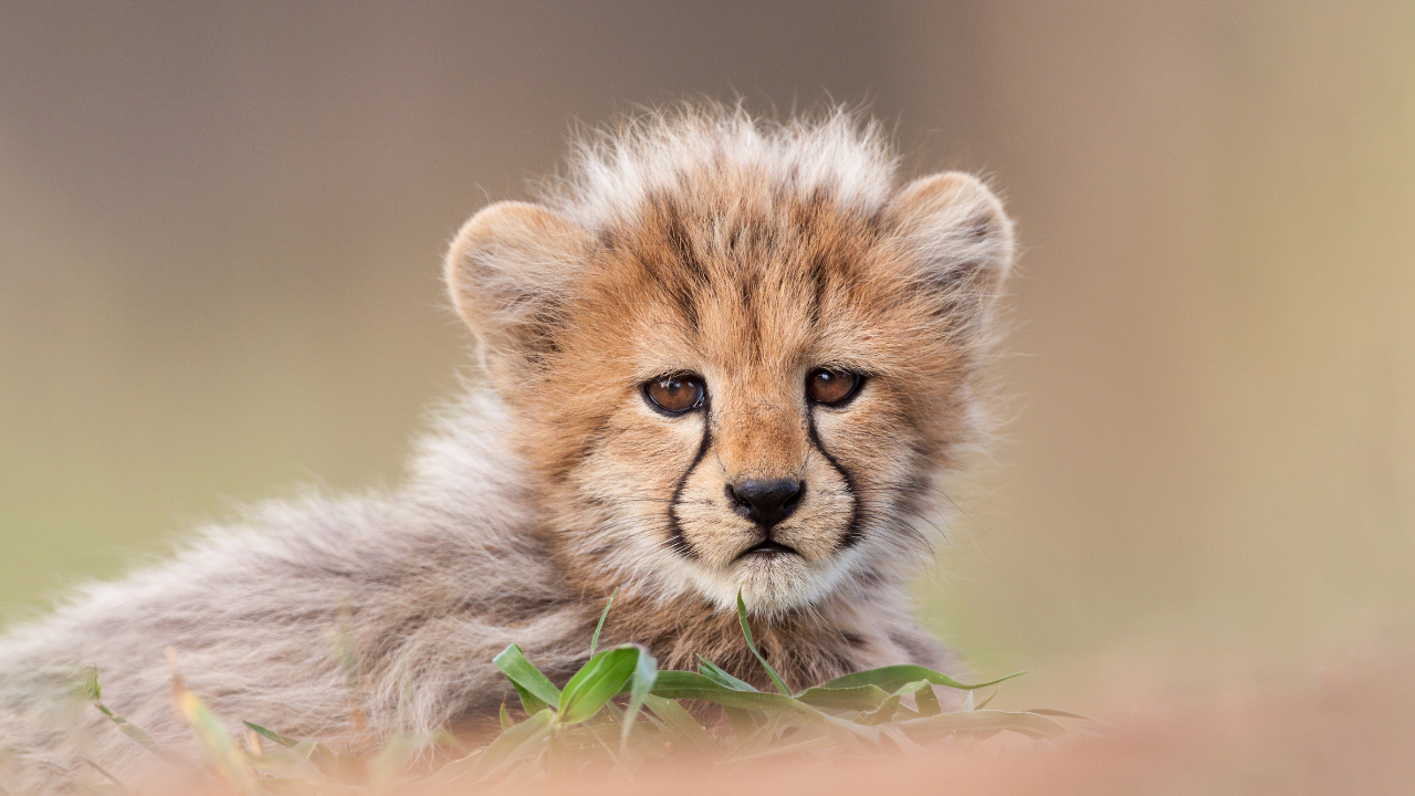 Kruger National Park, South Africa