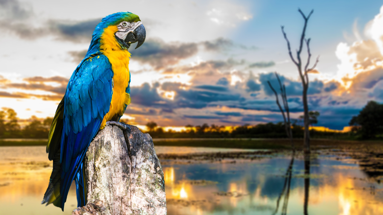 Pantanal, Brazil