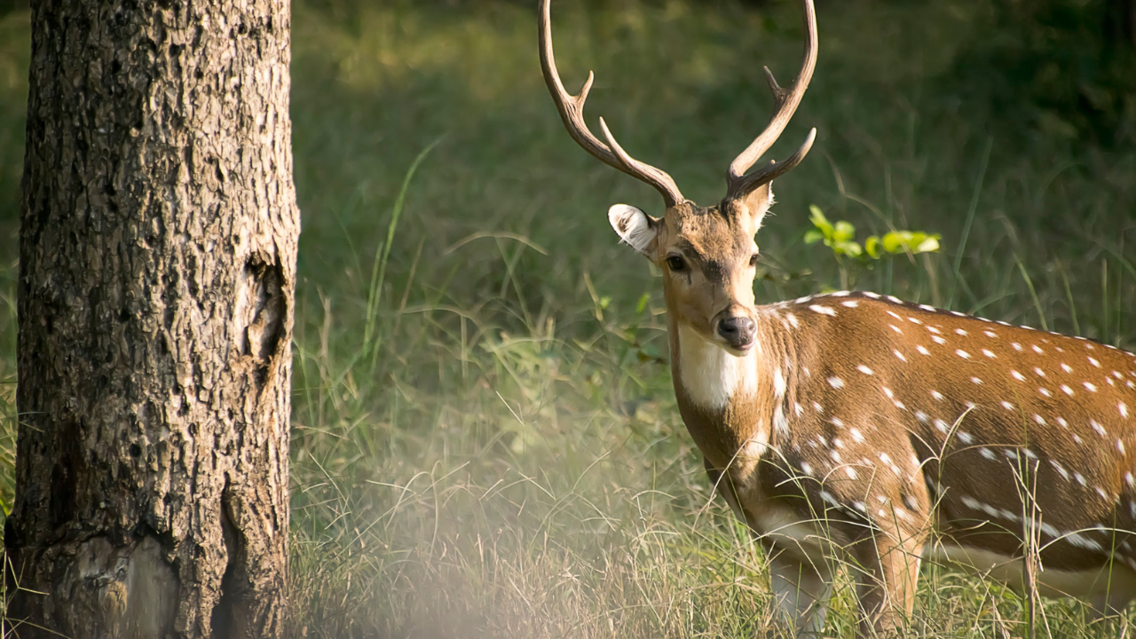 Kanha National Park, India