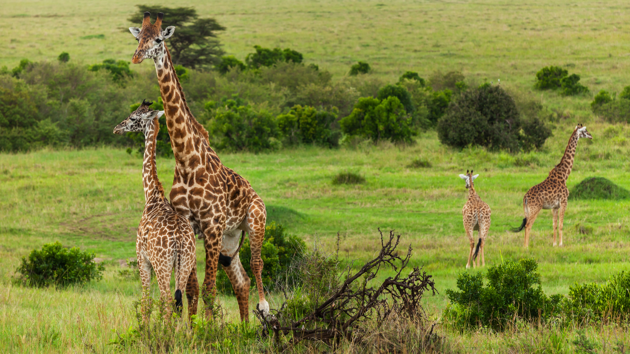 Masai Mara National Reserve, Kenya