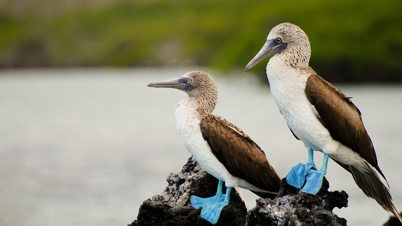 Galapagos Islands, Ecuador