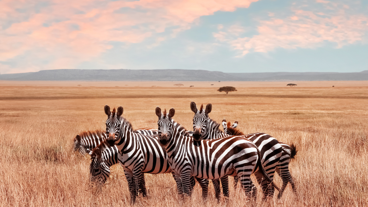 Serengeti National Park, Tanzania