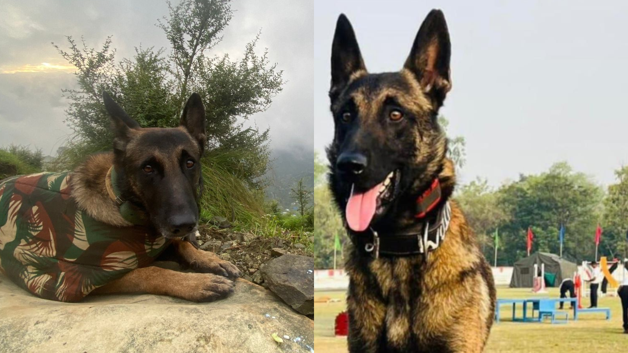 Indian Army's Canine Warrior 