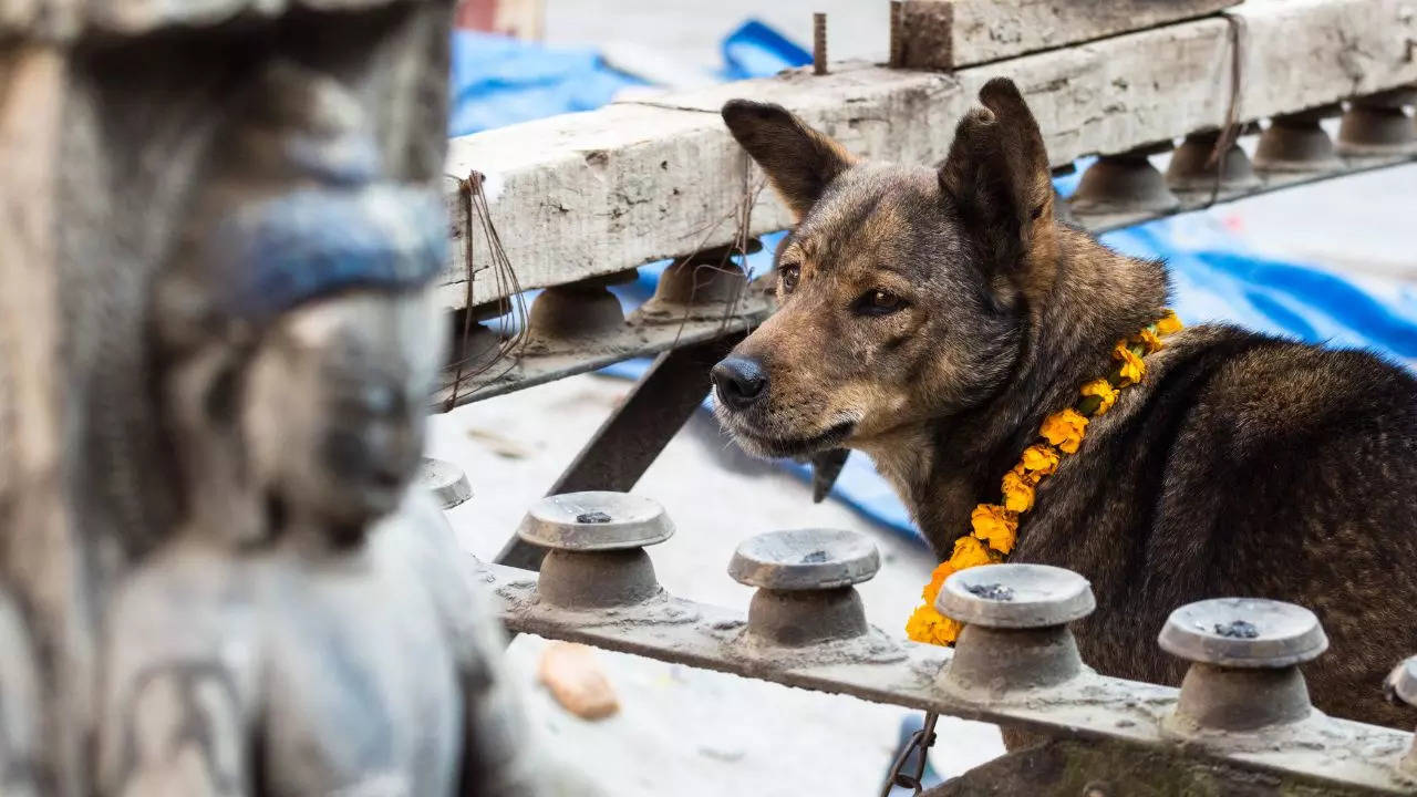 Kukur Tihar: In Nepal, The Sweetest Diwali Tradition Celebrates Dogs!