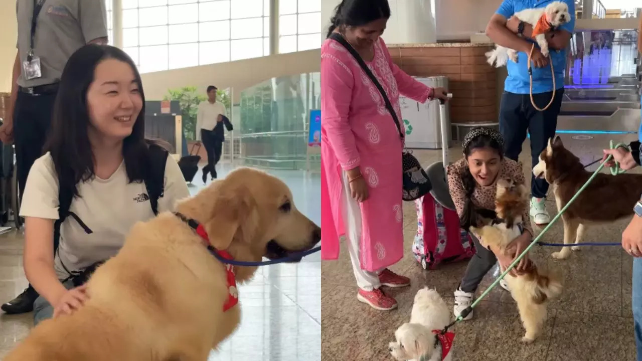 Nine Therapy Dogs Spread Love And Calm At Mumbai Airport