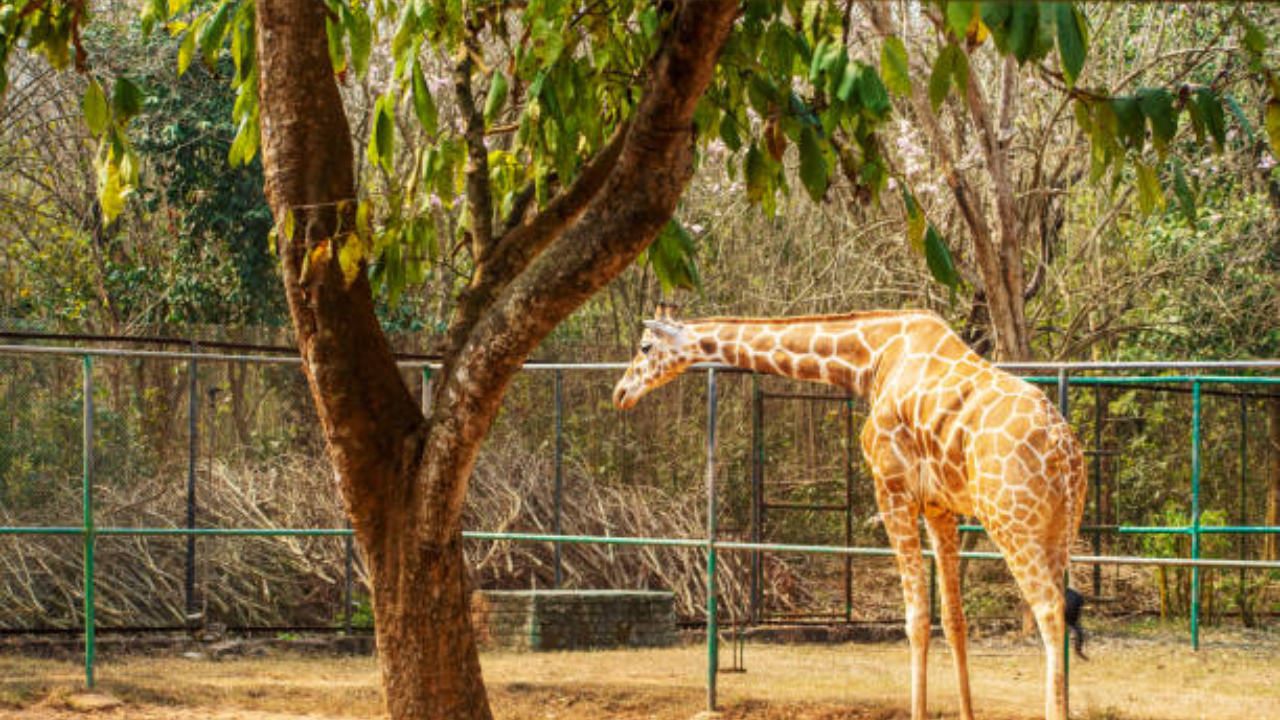 Giraffe dies in Hyderabad zoo