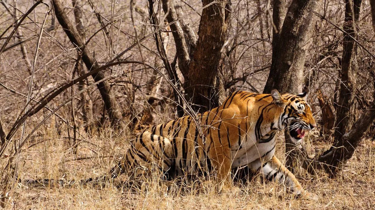 Similipal Tiger Reserve