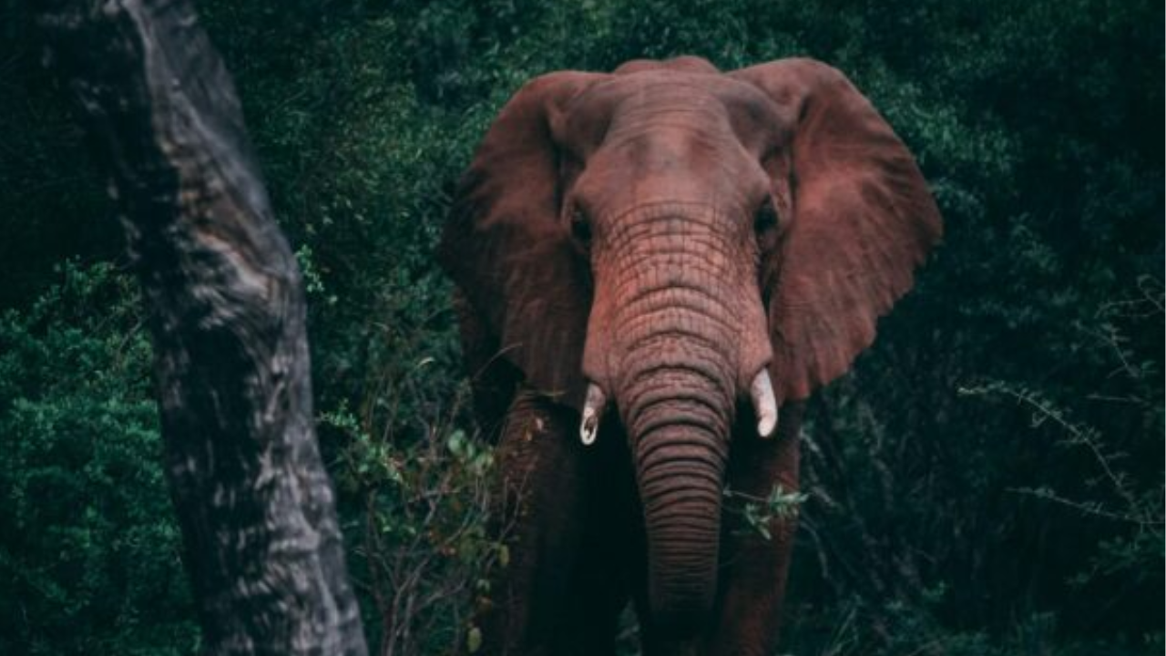 vantara to welcome three african elephants from tunisia to experience a new life of care and compassion