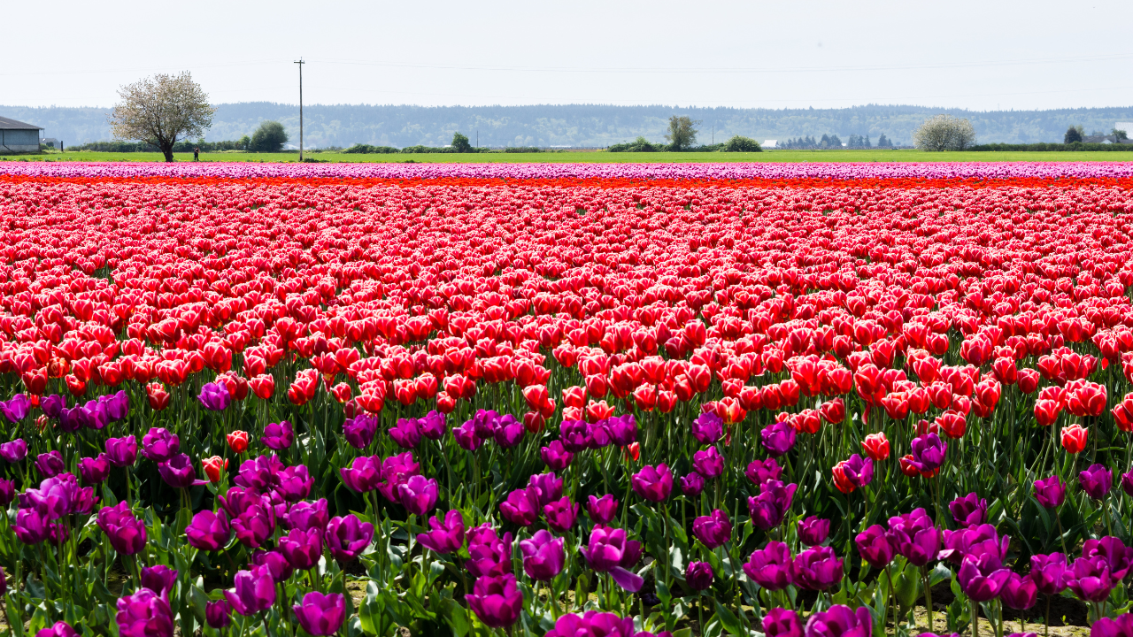 Skagit Valley Tulip Fields, Washington, USA