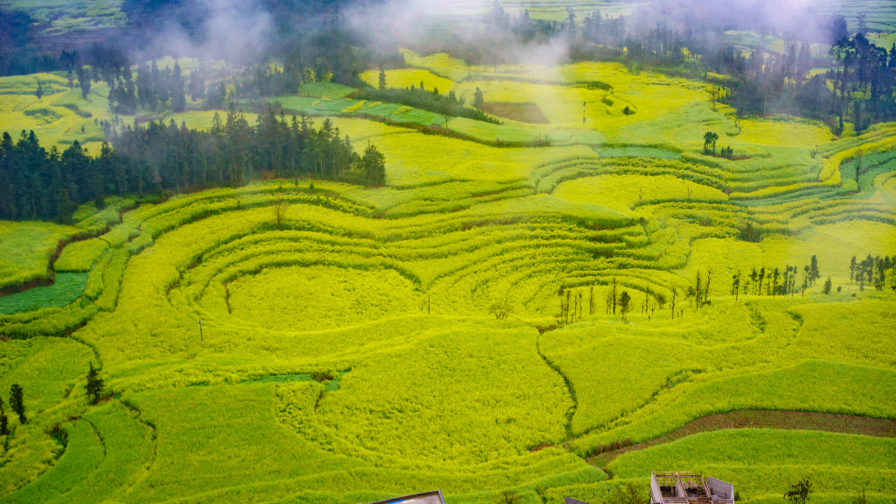 Canola Fields, Luoping, China
