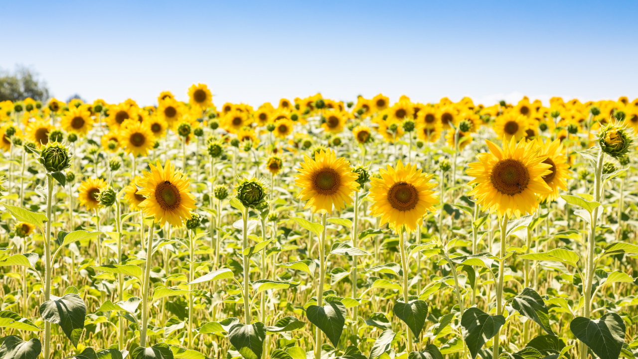 Sunflower fields, Tuscany, Italy
