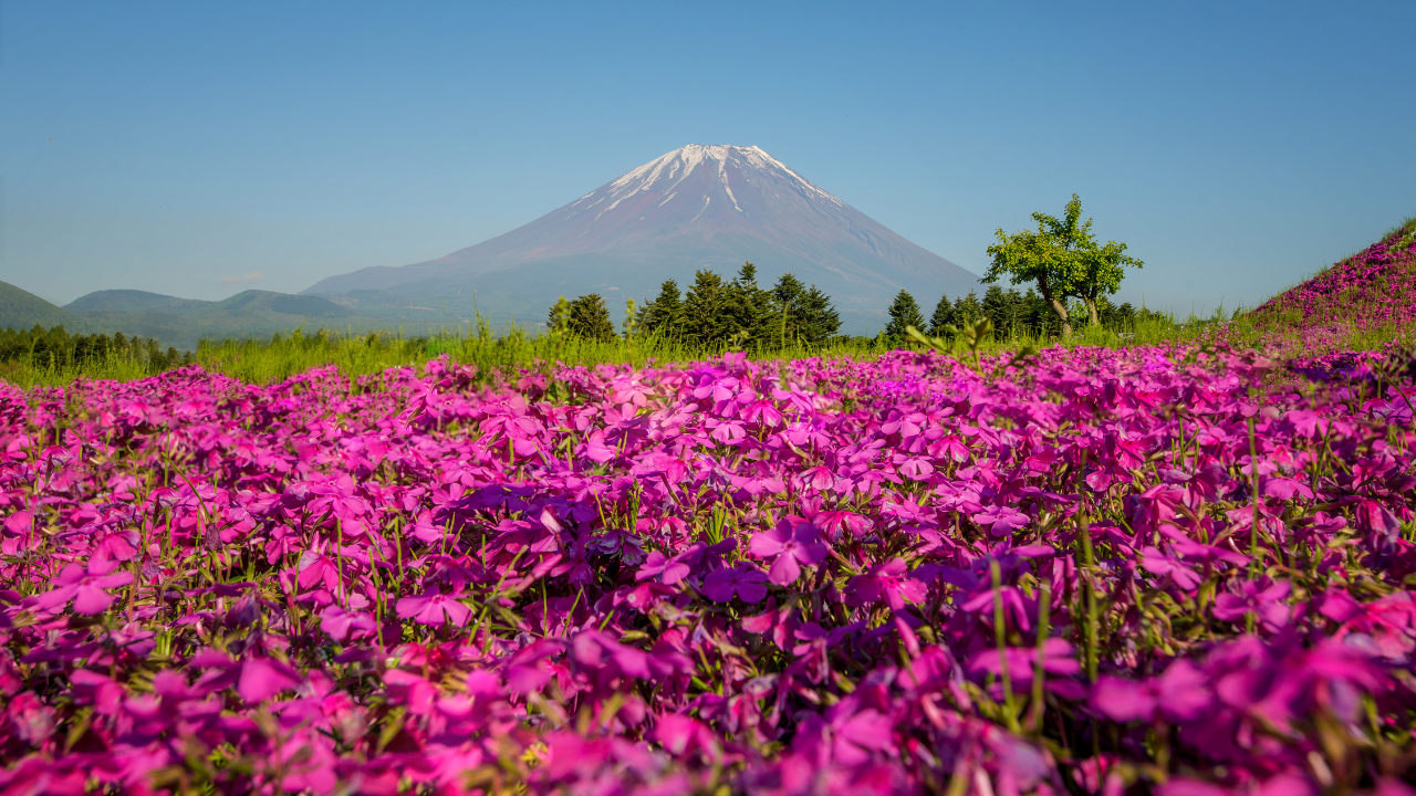 Fuji Shibazakura Festival, Japan