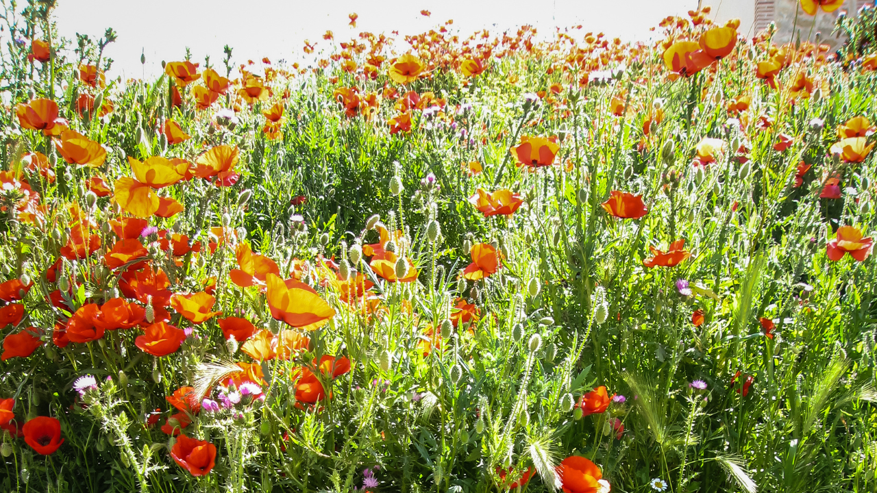 Poppy Fields, Castilla-La Mancha, Spain