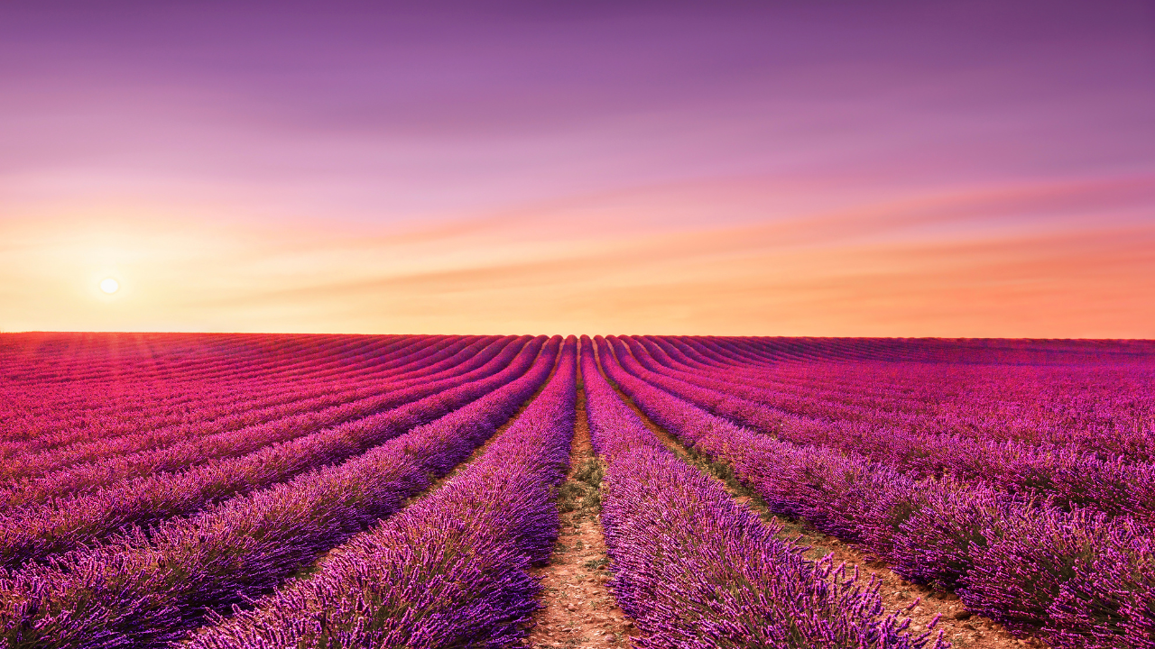 Lavender fields, Provence, France
