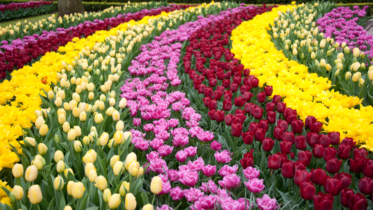 Keukenhof Gardens, Netherlands