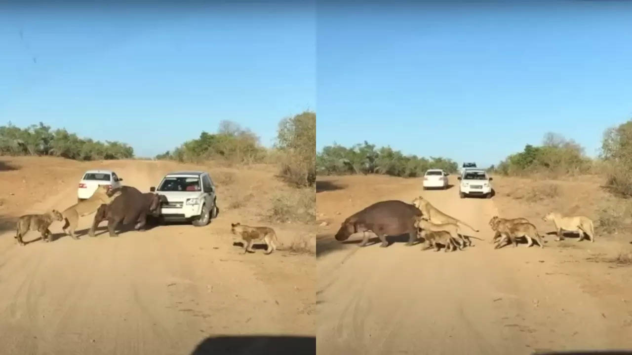 land rover bitten by hippo under attack from 8 lionesses