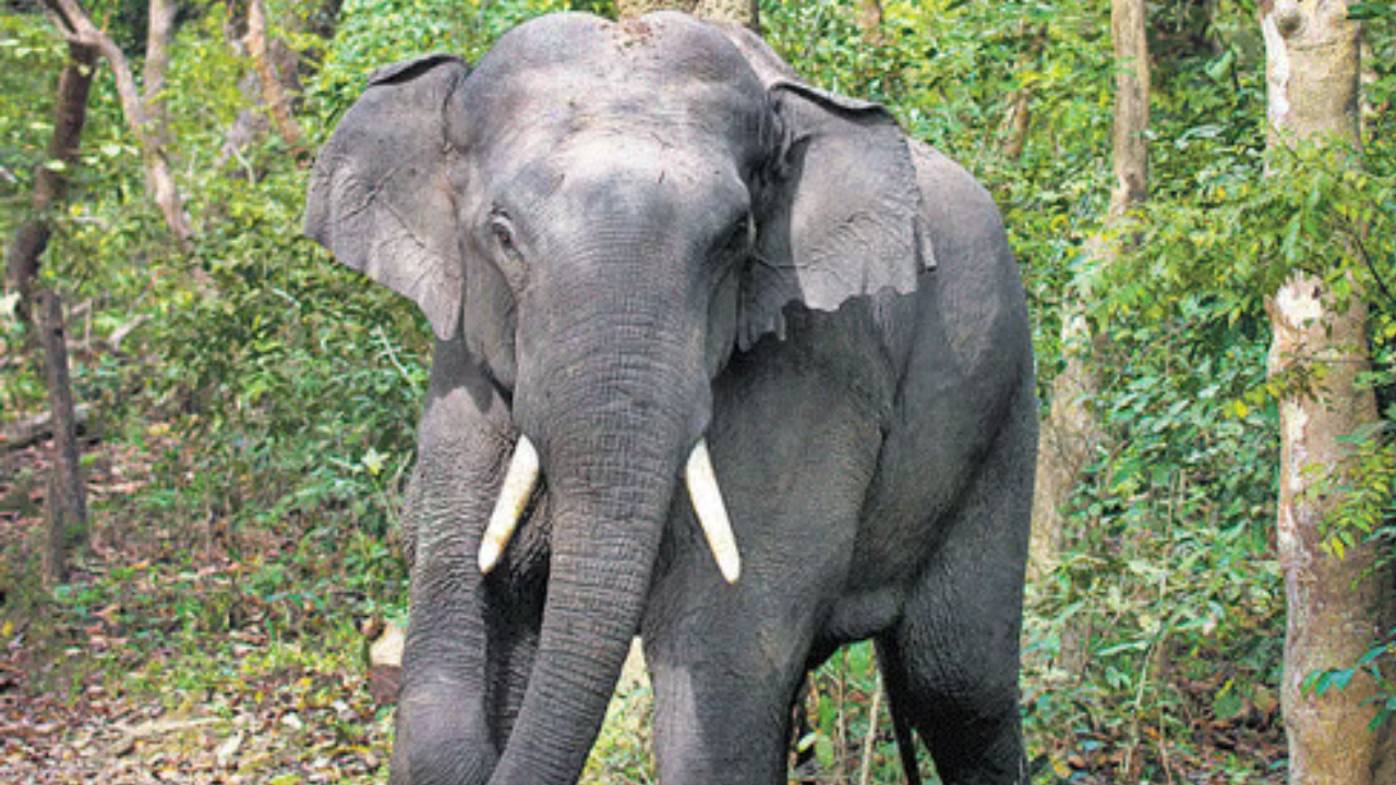 kodo millet plants behind death of 10 elephant in 3 days in mp's bandhavgarh? probe on