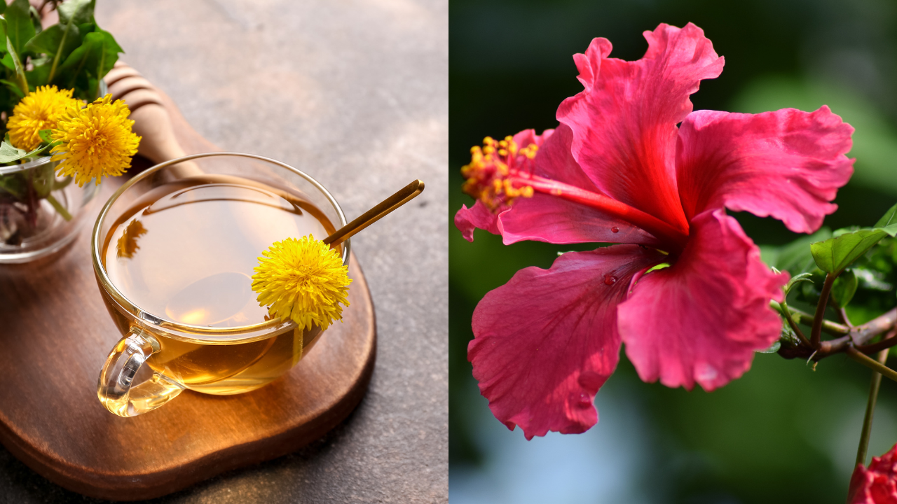 Nature’s Flower Remedies: Health Benefits of Edible Flowers You Can’t Ignore