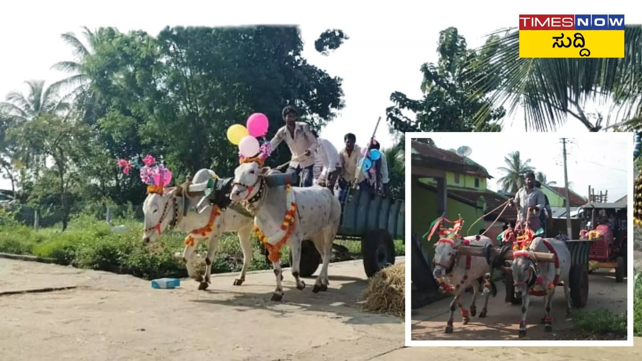 ಅದ್ದೂರಿ ದೀಪಾವಳಿ ಉತ್ಸವ! ಟ್ರ್ಯಾಕ್ಟರ್‌ ಅನ್ನೇ ಮುಲಾಜಿಲ್ಲದೆ ಎಳೆದ ಹೋರಿಗಳು