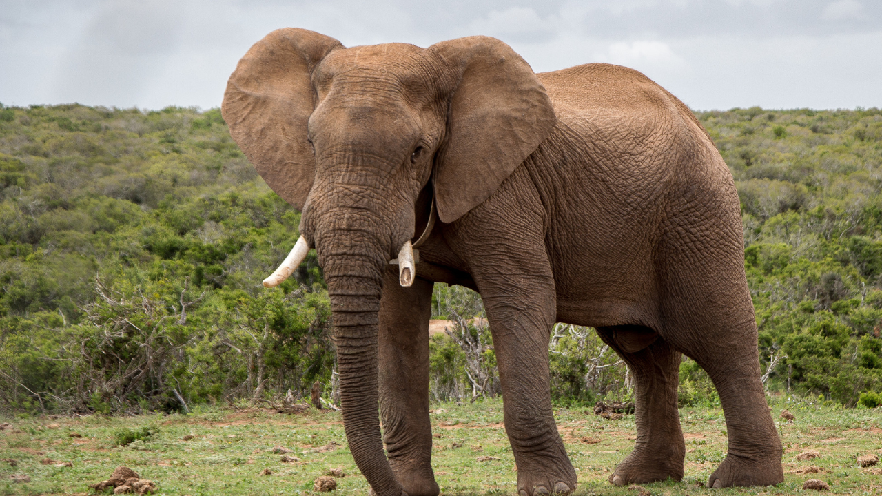 Elephants