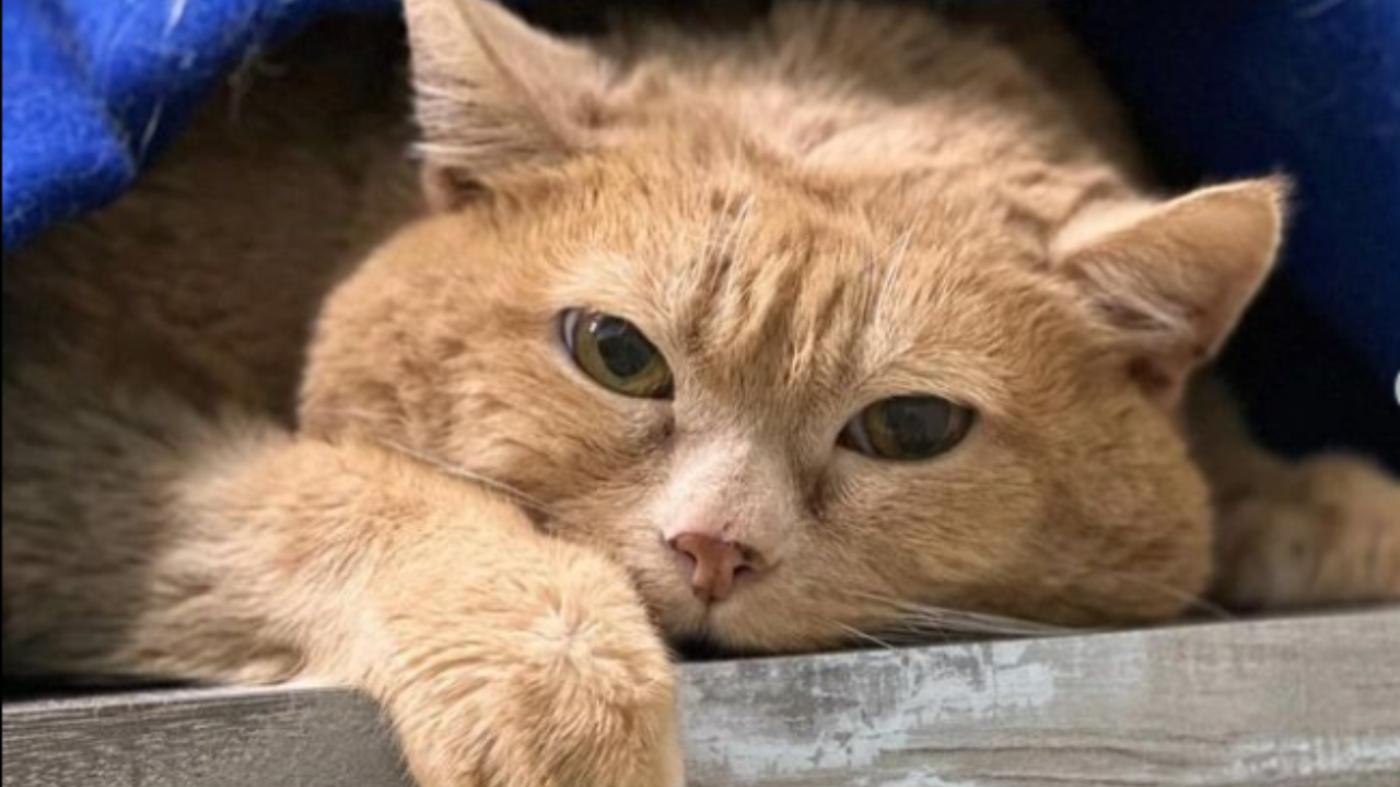 World's fattest Cat (Credit- Instagram Matroskin prm)