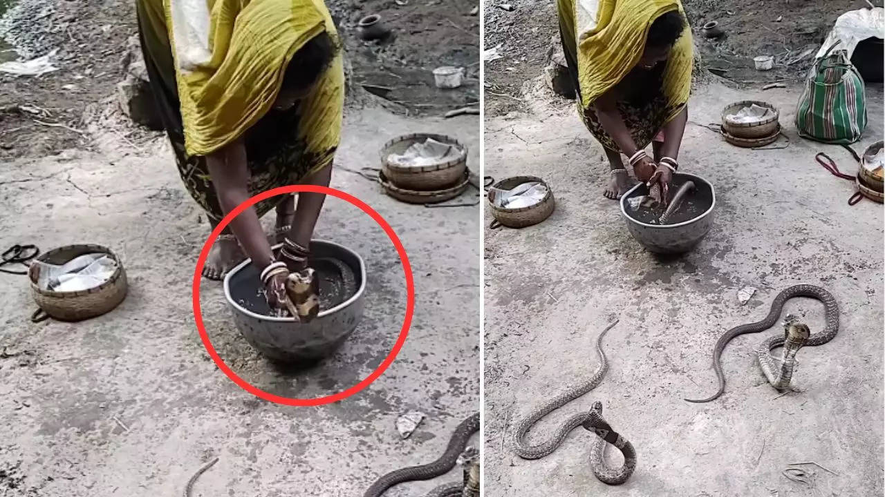 snake viral video