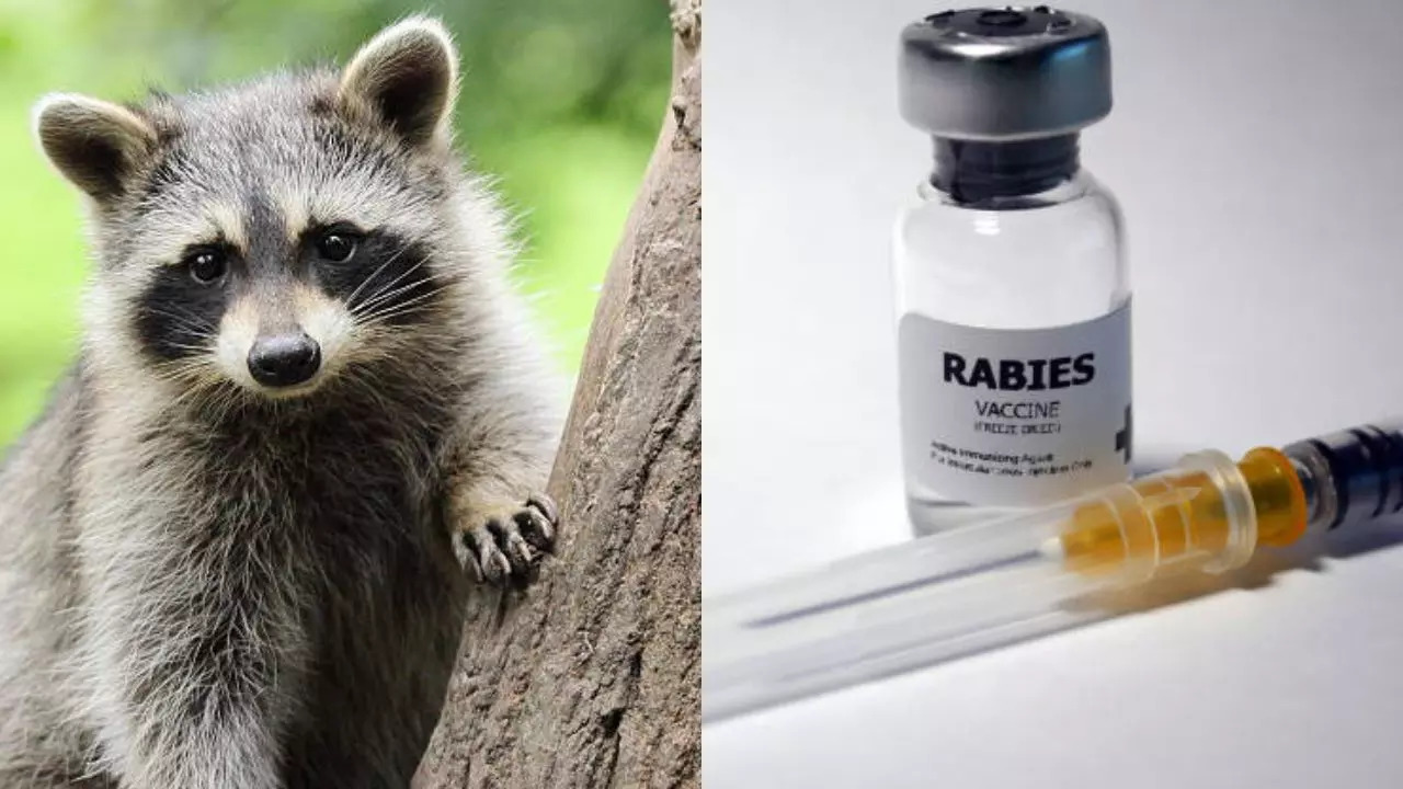 US Health Dept Issues Rabies Alert In Maryland After A Raccoon Tests Positive