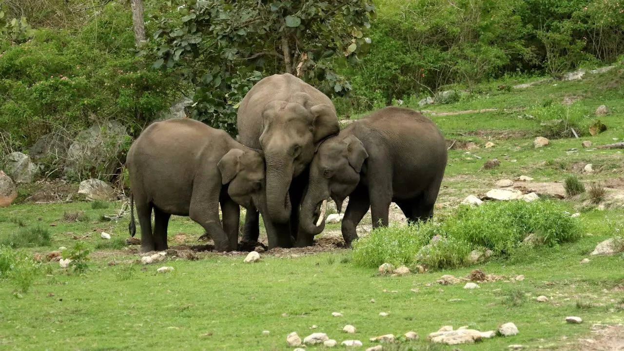 Nagarhole National Park