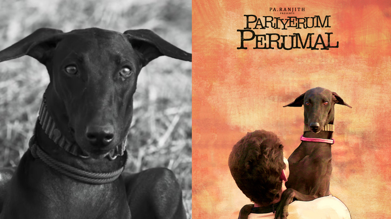 Tragic Loss of Beloved 'Pariyerum Perumal' Dog Karuppi Sparks Call for Animal-Friendly Festivities