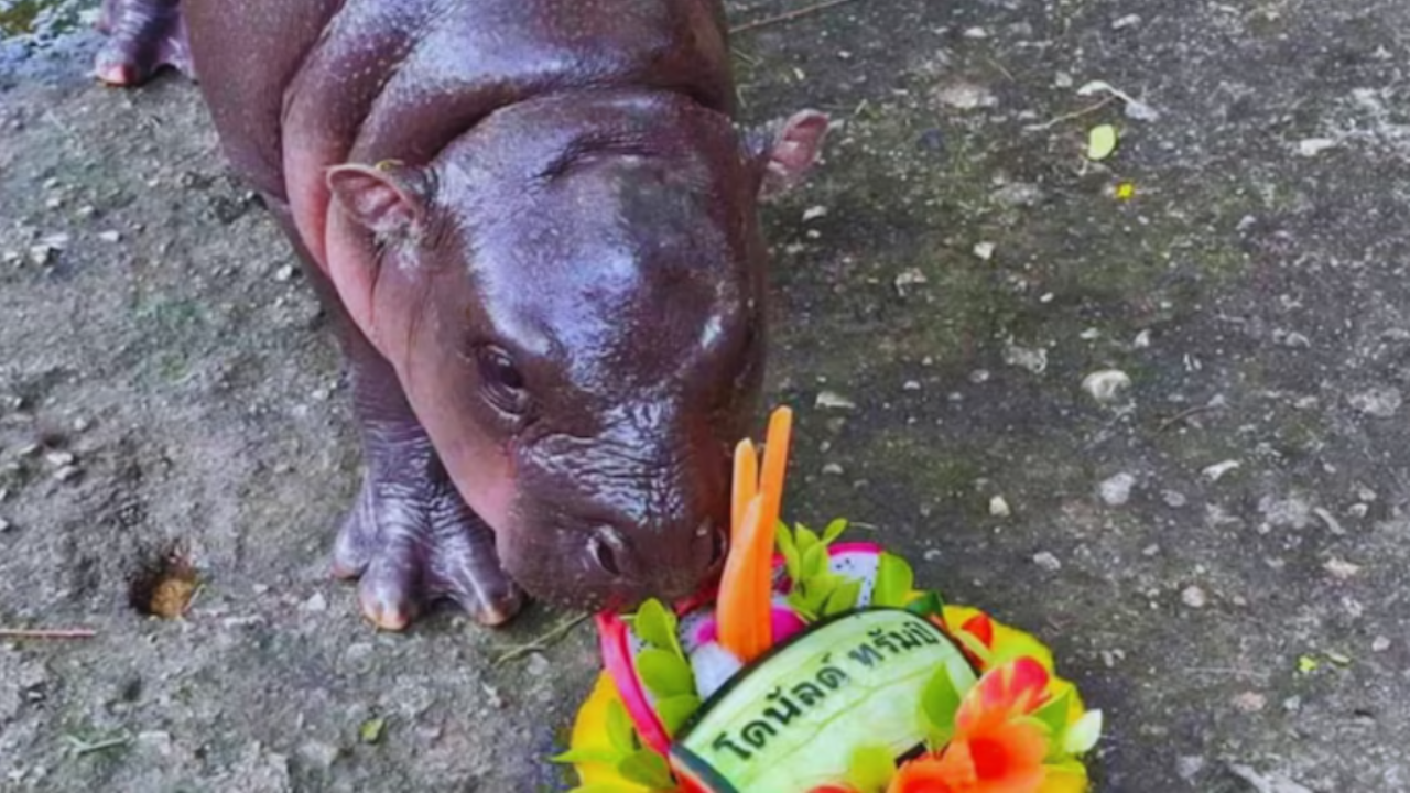 The pygmy hippo made her prediction by choosing between two fruit cakes.