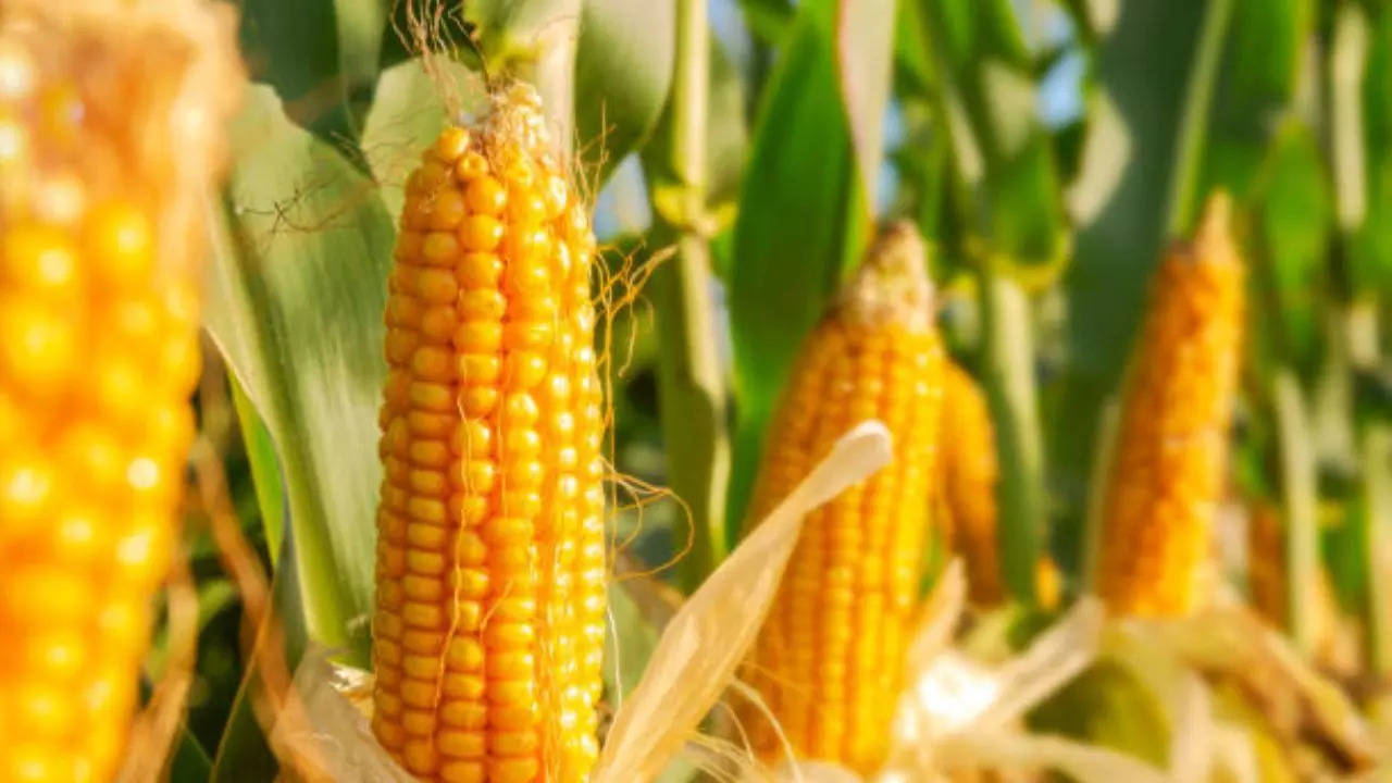 Can Eating Corn Cause Cancer Due To Aflatoxin Mold