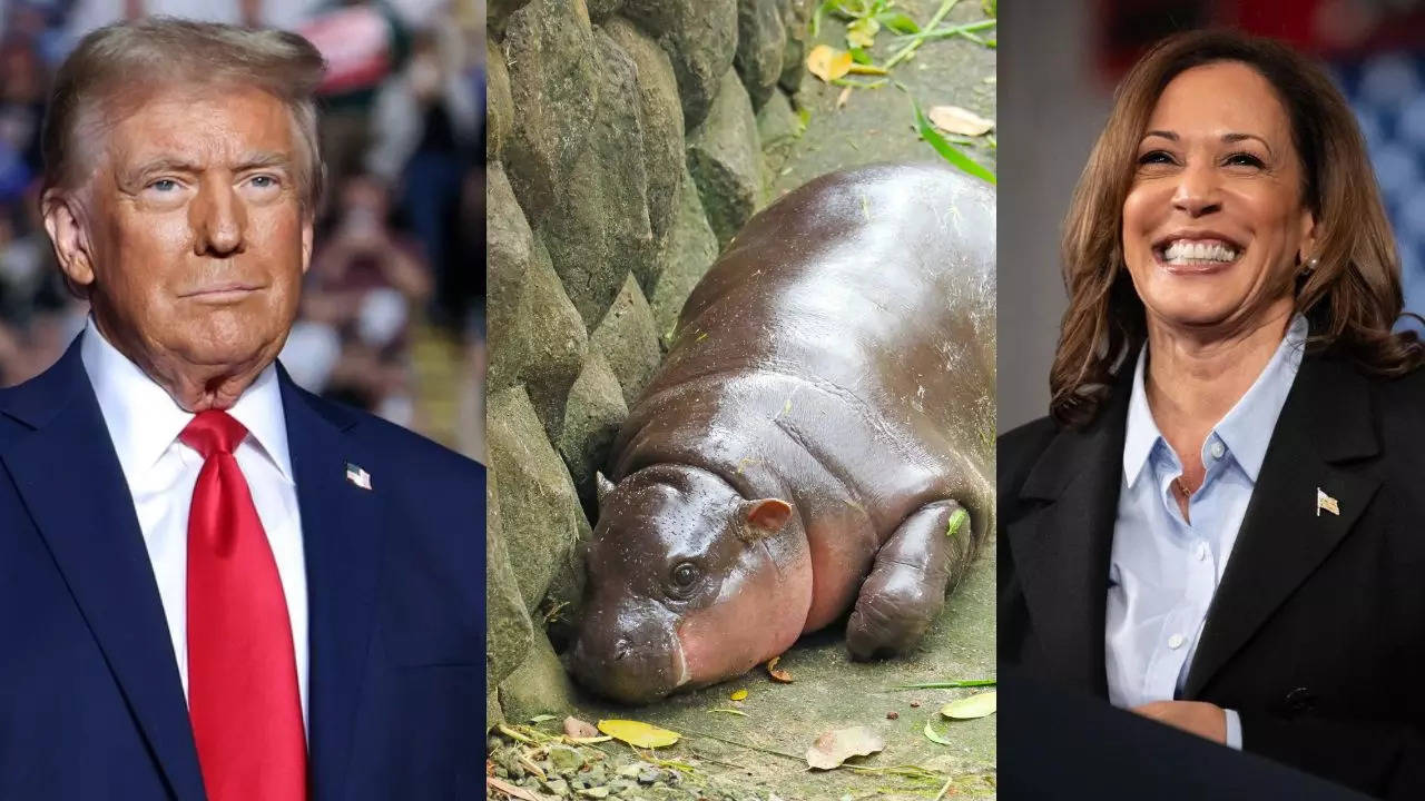 US Election 2024 Donald trump vs kamala harris who will win US presidential election hippo moo deng prediction (1)