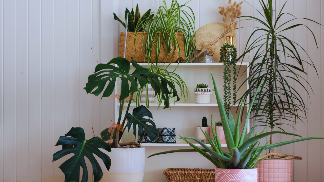 How To Care For Indoor Plants During Winter