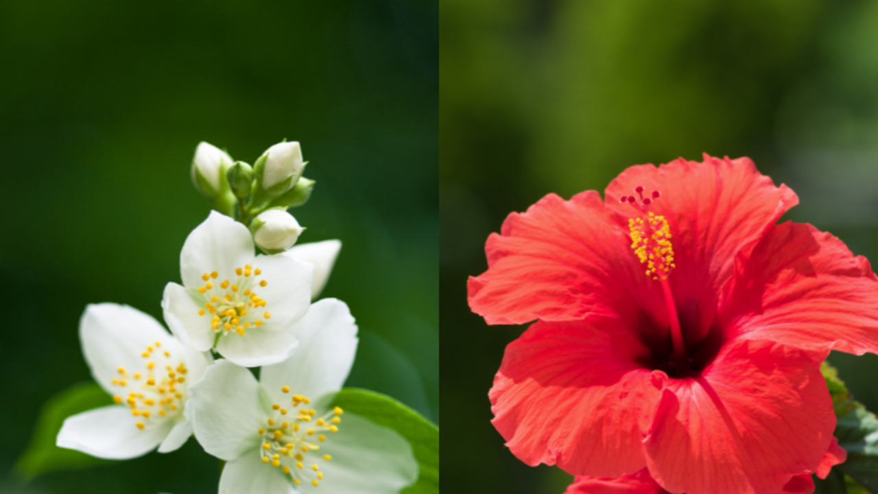 10 Beautiful Flowers That Purify Your Soul