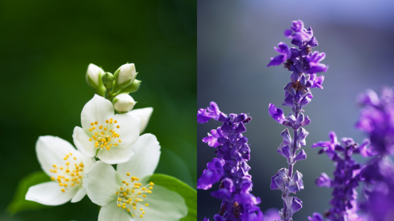 10 Beautiful Flowers That Remove Negative Energy From Your Home