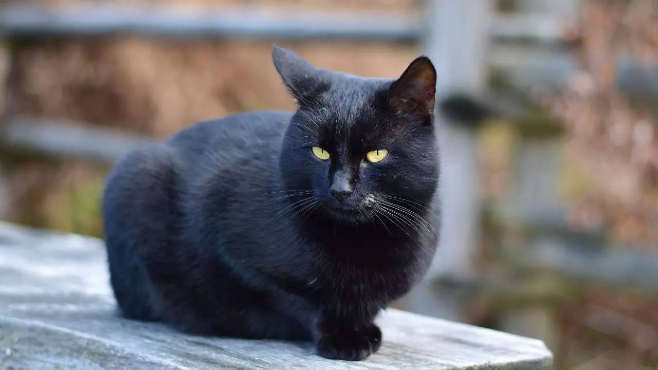 Vastu Tips For Cats of you seen black cat in you home then it will be bad luck