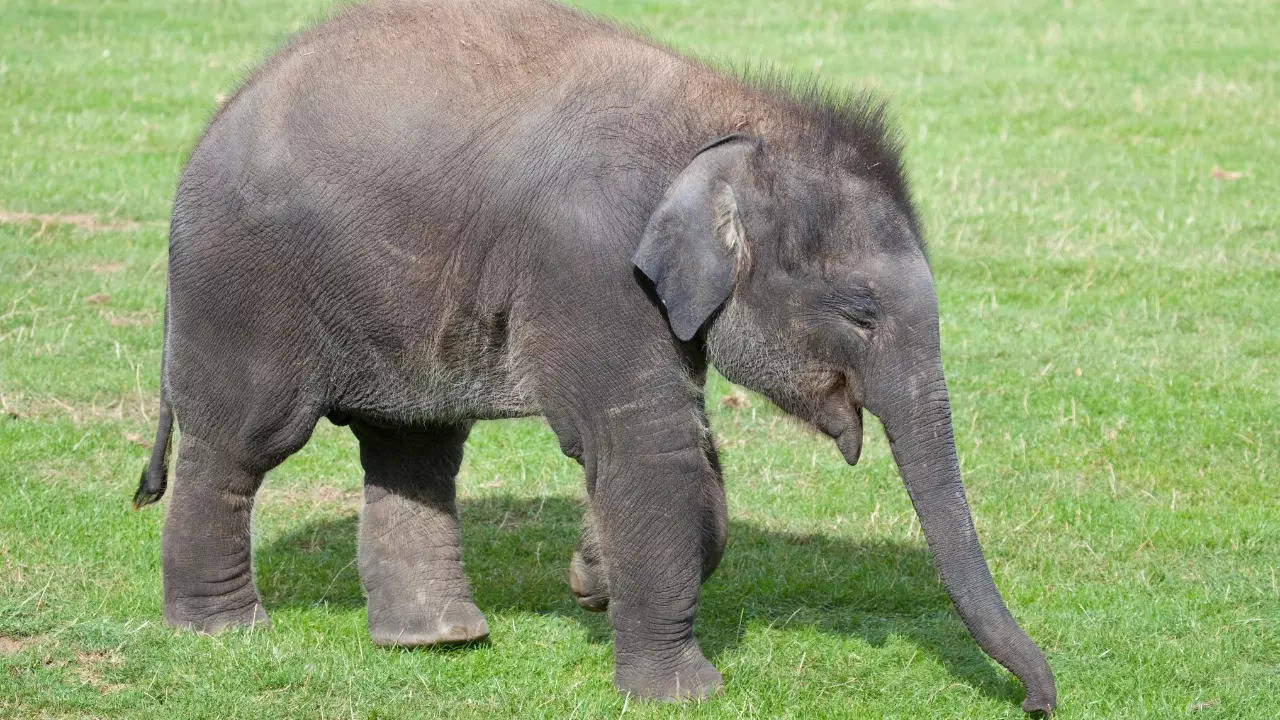 The elephant calf strayed all the way into Katni district, in search of her mother. | Getty Images