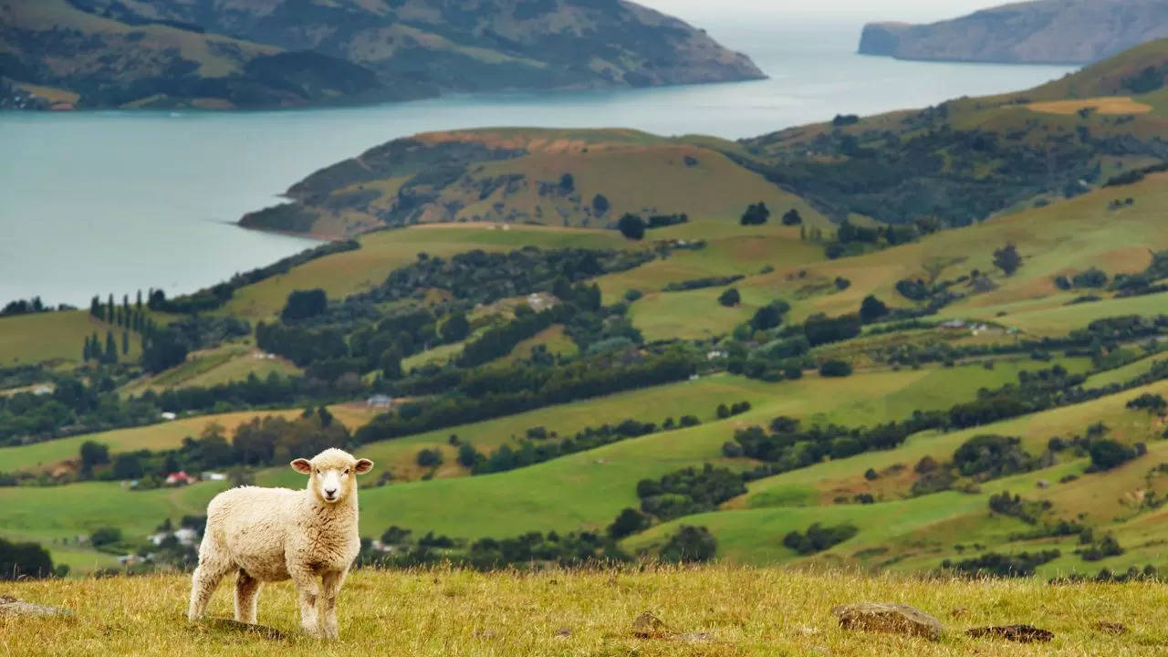 New Zealand's Hidden Gems: A 7-Day Journey Along the Iconic Pacific Coast Highway