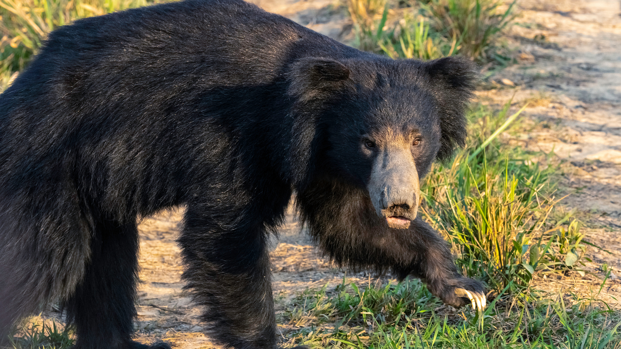 Best National Parks in India to see Sloth Bear